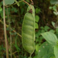 Cajanus albicans (Wight & Arn.) Maesen